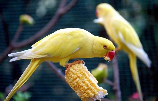 Олександрійський папуга. Опис, особливості, види, ціна та догляд за птицею