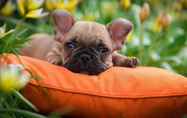 Французький бульдог собака. Опис, особливості, догляд, утримання та ціна породи