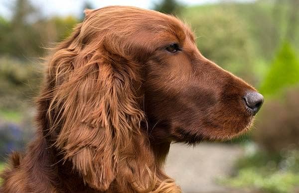 Ірландський сетер собака. Опис, особливості, види, догляд та утримання породи