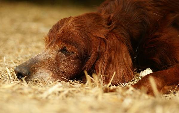Ірландський сетер собака. Опис, особливості, види, догляд та утримання породи