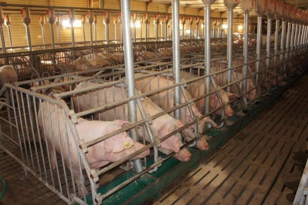 Як побудувати сарай для свиней своїми руками: будівництво та облаштування приміщення
