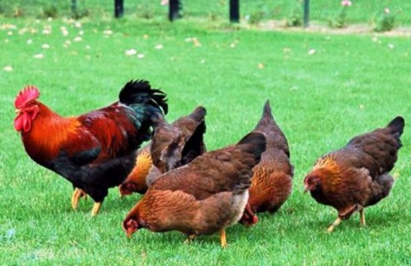 Як розмножуються курки і півні, скільки півнів повинно бути в курнику?