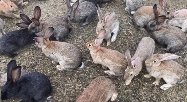 Як розводити кроликів в ямі, умови утримання та вирощування подробиці
