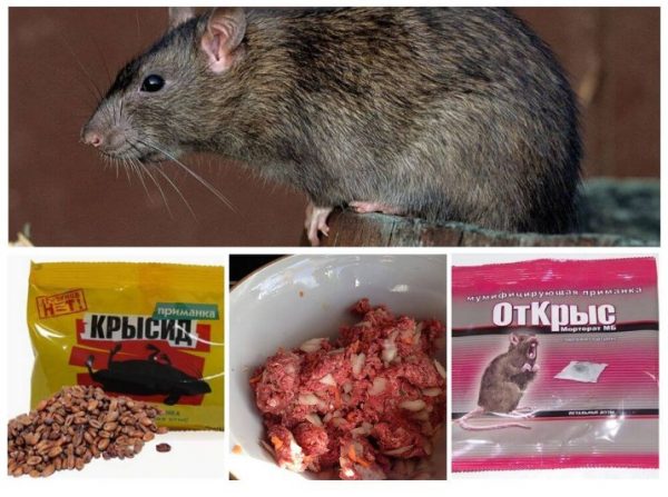 Як вивести щурів з сараю: ефективні методи боротьби з допомогою народних засобів та хімії