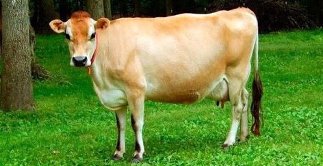 Характеристика та особливості утримання корів джерсейской породи