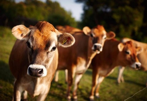 Характеристика та особливості утримання корів джерсейской породи