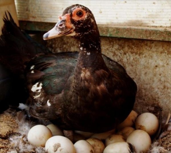 Коли индоутки починають нести яйця у домашніх умовах?