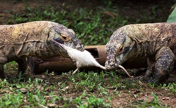 Комодский варан тварина. Опис, особливості, спосіб життя і середовище проживання варана