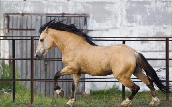 Масті коней: які бувають кольори і забарвлення, основні види та різновиди, відмінності
