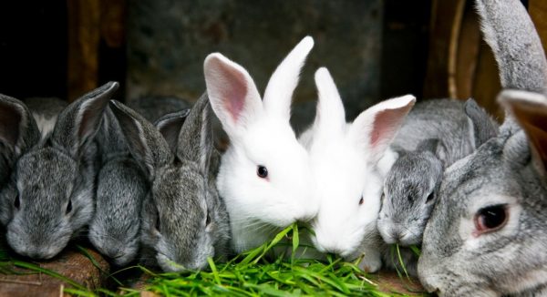 Чи можна давати кроликам червоний буряк і сиру картоплю, помідори або огірки, моркву і бадилля