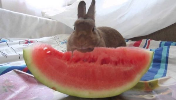 Чи можна годувати кроликів кавуновими кірками, особливо декоративних, їдять вони взагалі скоринки?