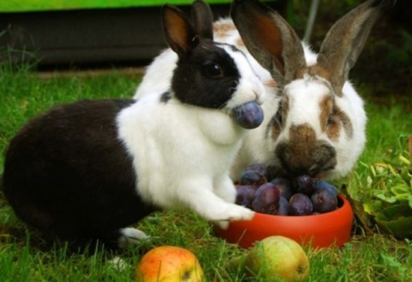 Чи можна годувати кроликів кабачками, огірками, яблуками і гарбузом, в якому вигляді, з якого віку