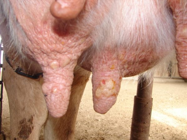 Віспа у корів: як виявляється, способи лікування в домашніх умовах