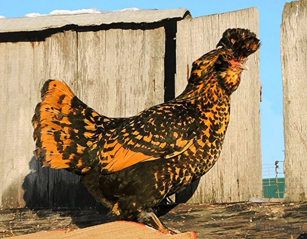 Павловські кури — найкрасивіша порода світу
