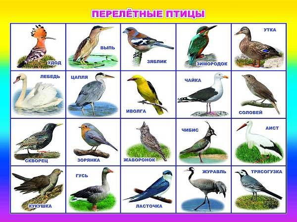 Перелітні птахи. Описи, види і назви перелітних птахів