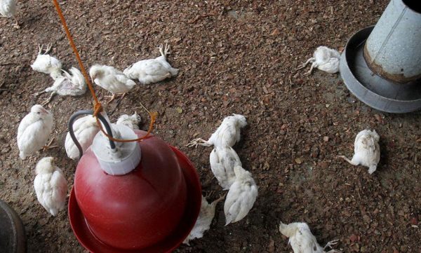 Перші ознаки пташиного грипу у курей: що робити, як лікувати хвору птицю