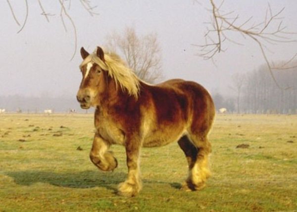 Найдорожчі породи коней: види, опис і характерні особливості скакунів