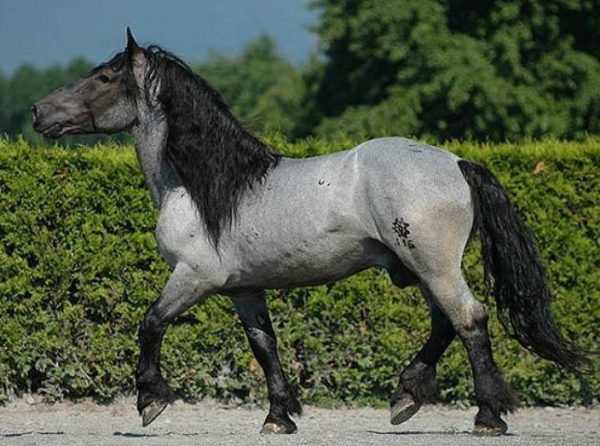 Найкрасивіші коні, породисті і рідкісні види, опис порід