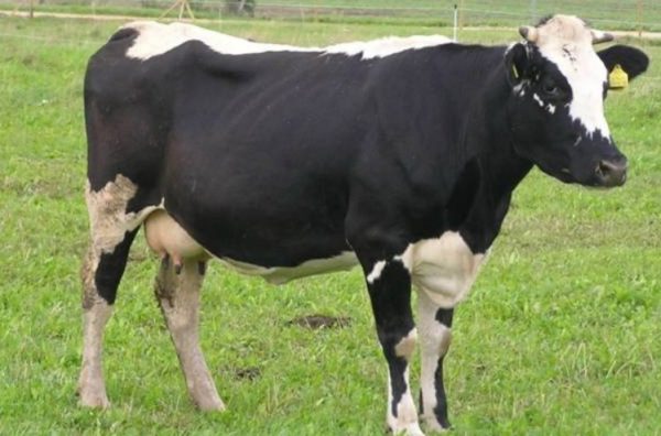 Самі високоудійних породи корів, критерії вибору: порівняльний аналіз продуктивності