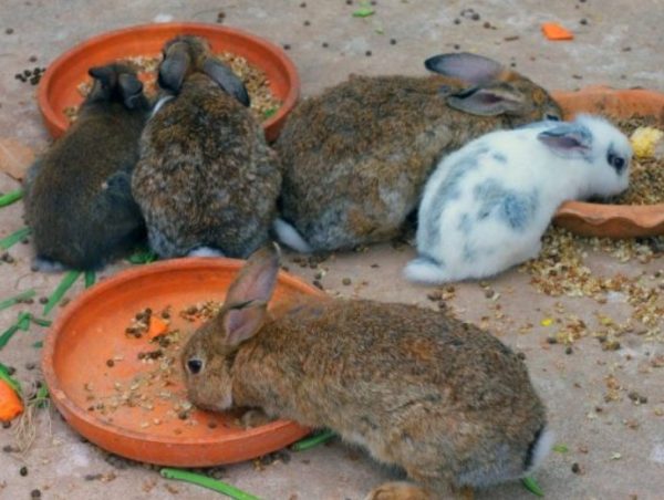 Скільки зростає кролик до забою. 2 способу відгодівлі мясних порід для швидкого росту і набору ваги