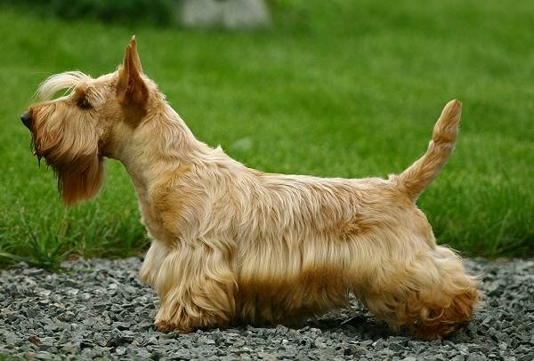 Скотч терєр собака. Опис, особливості, види, догляд та ціна породи скотч терєр