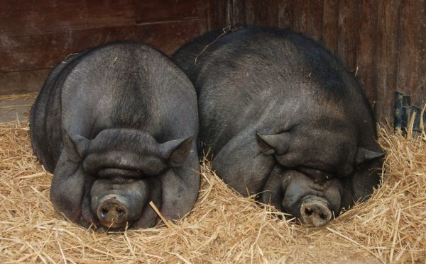 Вєтнамські свині: особливості розведення та утримання в домашніх умовах