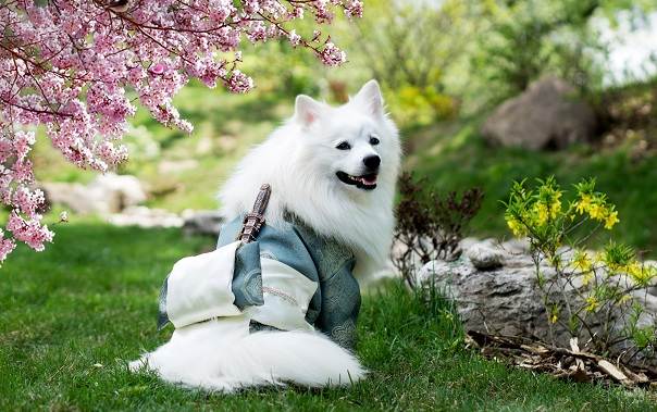 Японський шпіц собака. Опис, особливості, догляд і утримання породи