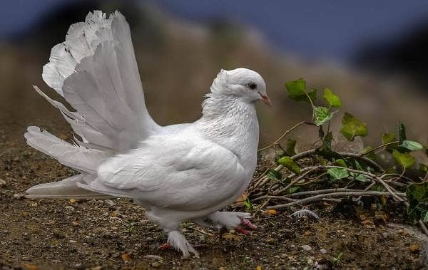 Голуб птах. Опис, особливості, види, спосіб життя і середовище проживання голуба