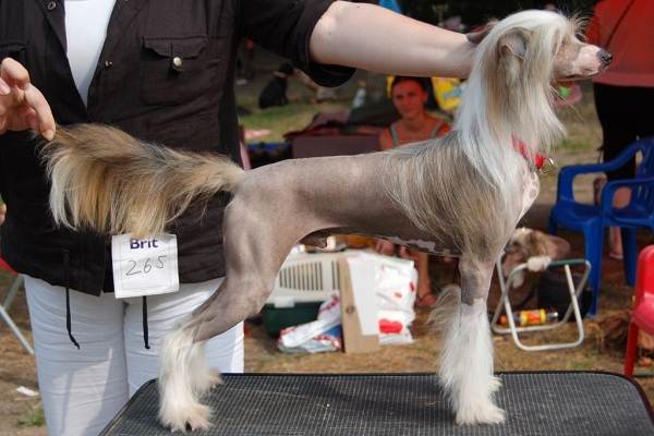 Китайська чубата собака. Опис, особливості, види, догляд та ціна породи