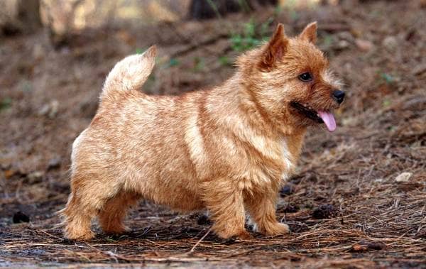 Норвіч терєр собака. Опис, особливості, види, догляд та ціна породи
