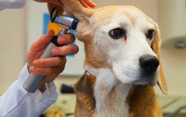 Купірування вух у собак. Опис, особливості, ціна та догляд за собакою після операції