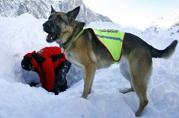 Собака рятувальник. Історія, особливості, породи та дресирування собак рятувальників