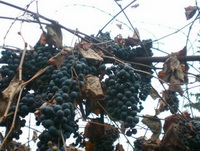 Вино з винограду в домашніх умовах — 5 простих рецептів з фото покроково