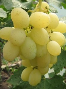 Виноград Кеша (супер Кеша 1 і 2) опис сорту, догляд та вирощування