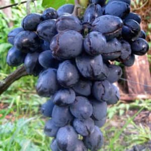 Чому тріскається виноград на гілці (лопаються ягоди)