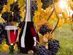 Приготування вина з винограду   Енциклопедія домашніх заготовок
