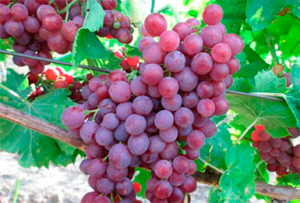 Виноград «Памяті вчителя» опис сорти, вирощування, догляд та фото