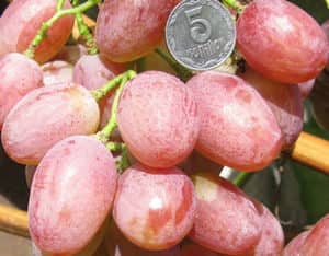 Виноград Анюта: характеристика та опис сорту, догляд, вирощування та відгуки