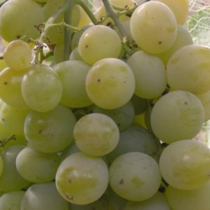 Виноград Світлана характеристика сорту, опис, фото і відгуки