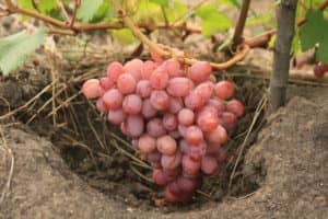 Виноград Гурман ранній і лакомка опис сорти, вирощування і догляд, фото і відгуки