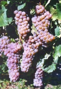 Виноград Гурзуфський рожевий характеристика та опис сорту, особливості та фото врожаю