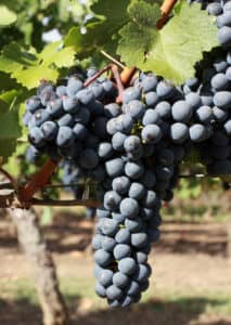 Виноград Каберне Совіньон опис сорту, характеристика, вирощування та відгуки