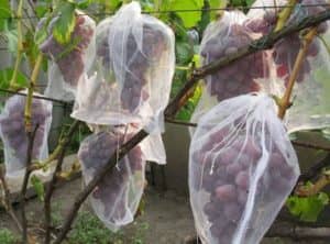 Виноград Софія: опис столового сорту винограду, догляд та вирощування