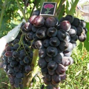 Виноград Фуршетний: опис сорти, вирощування і догляд, відгуки та фото врожаю