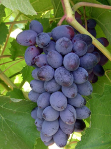 Виноград Юпітер характеристика та опис сорту, догляд, вирощування та відгуки