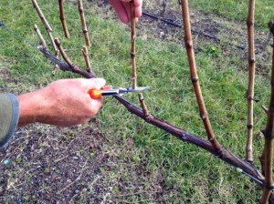 Як зберігати живці (чубуки, саджанці) винограду зими до весни