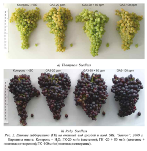 Гіберелін для винограду: інструкція по застосуванню фітогормонів