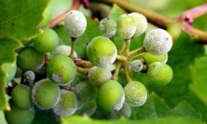 Борошниста роса на винограді: лікування, як боротися і чим обробити