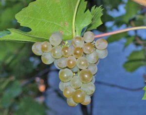 Виноград Кристал: опис сорти, вирощування, догляд та відгуки