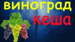 Виноград Кеша (супер Кеша 1 і 2) опис сорту, догляд та вирощування